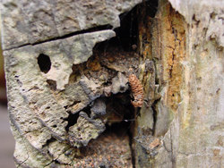 Coastside Termite